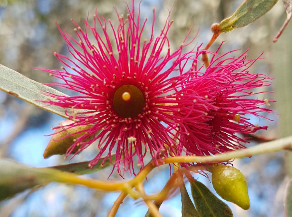 A close up of a pink eucalyptus flower