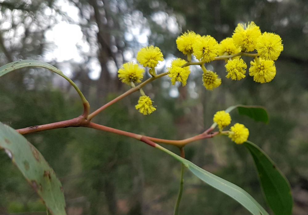 A close up of some yellow wattle blossums at the end of a branch, with forest in the background