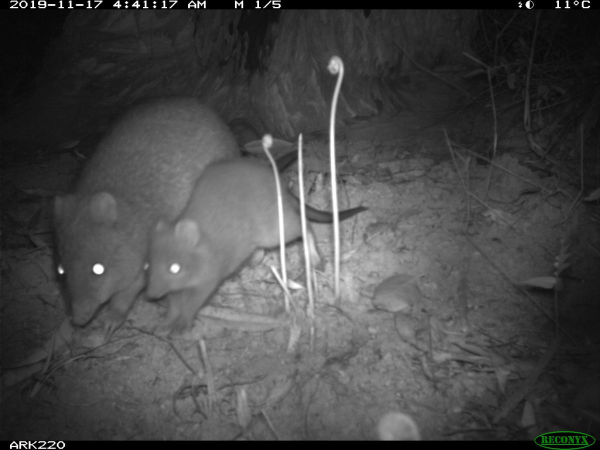 Two Potoroos taking shelter in a wombat hole