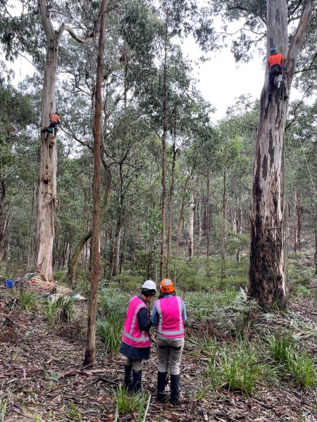 Arborists working to restore habitat in storm-affected forests.