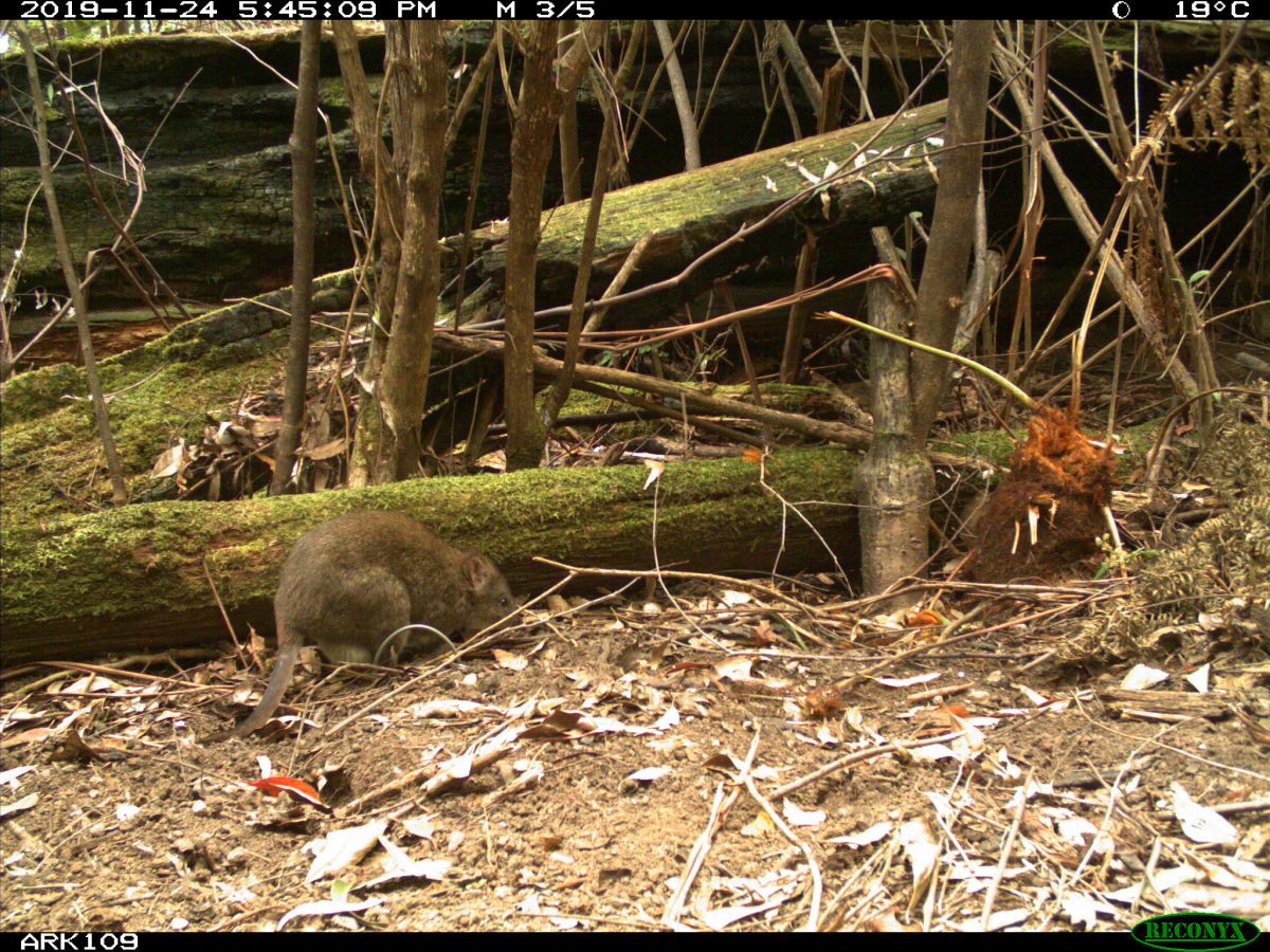 One Potoroo before the fires