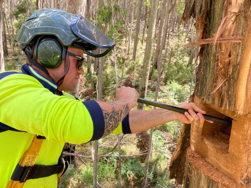 Arborist using a chainsaw to cut a hollow in a tree.