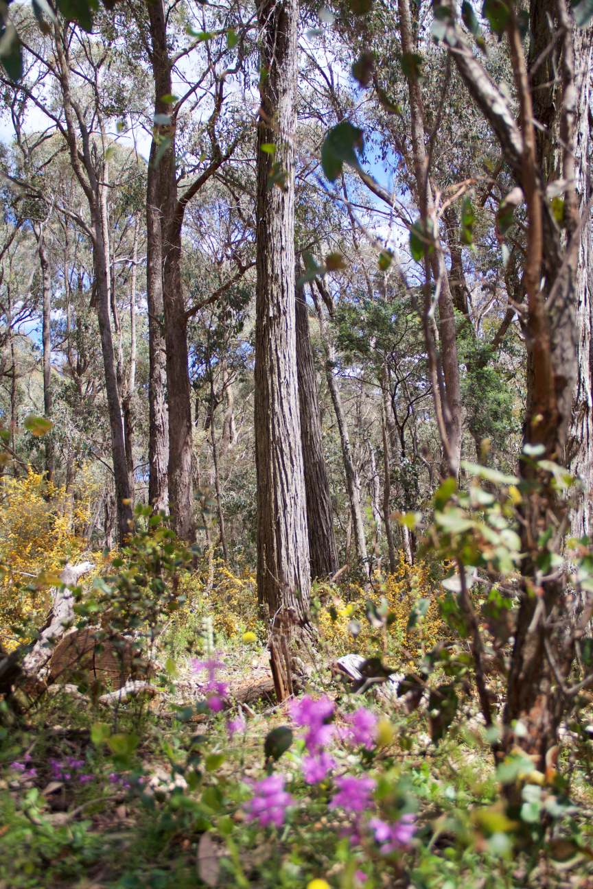 Trees in the Strathbogie ranges