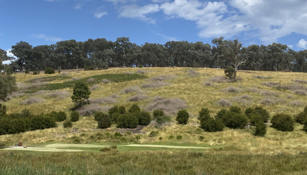 Grassy hill with shrubs, grasses and trees