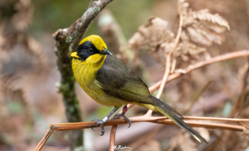 A Helmeted Honeyeater on a branch